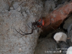 Latrodectus curacaviensis