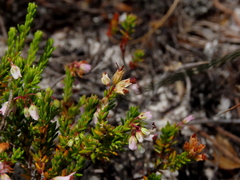 Erica capillaris