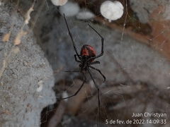 Latrodectus curacaviensis