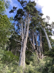Tsuga chinensis