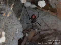 Latrodectus curacaviensis