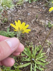 Microseris lanceolata