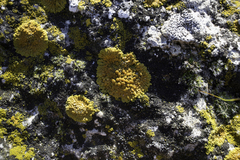 Variospora flavescens