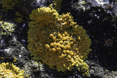 Variospora flavescens