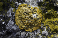 Variospora aurantia