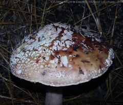 Amanita brunneolocularis