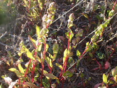 Aphanisma blitoides