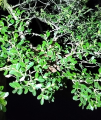Buxus microphylla