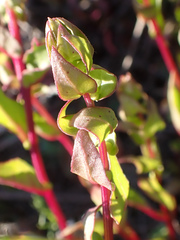Aphanisma blitoides