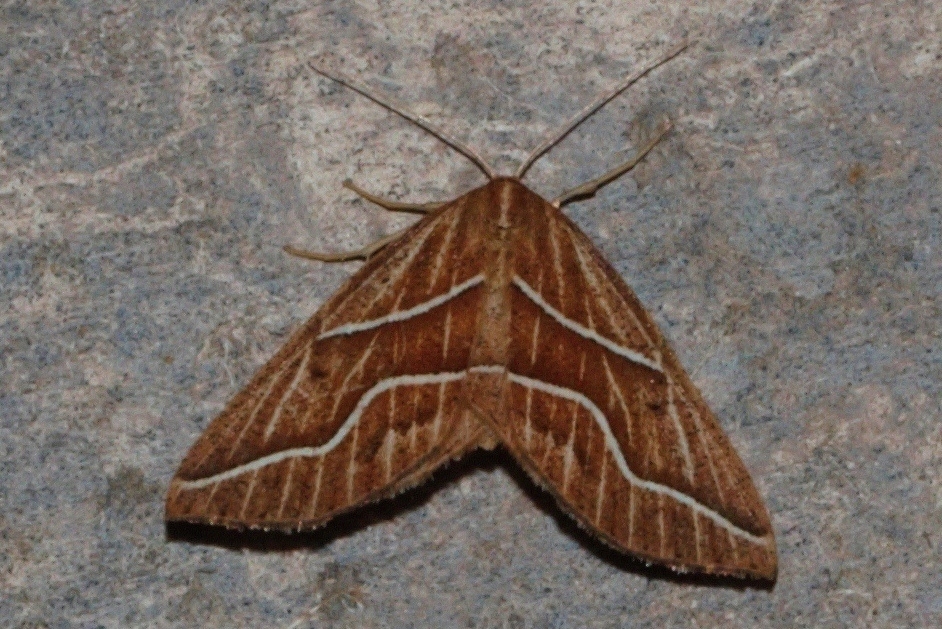 Idiodes flexilinea