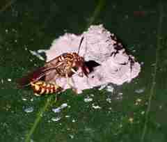 Liostenogaster varipicta