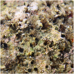 Dodecaceria fewkesi