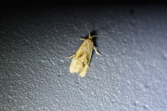 Gynnidomorpha permixtana