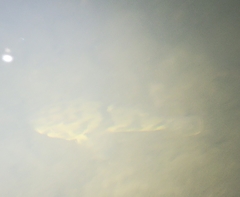 Odontobutis obscurus