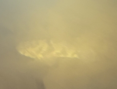 Odontobutis obscurus