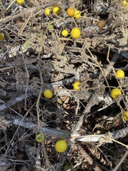 Solanum viarum