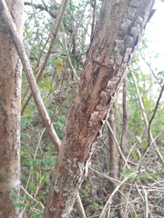 Senegalia polyphylla