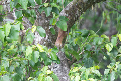 Heliosciurus mutabilis