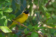 Ploceus bertrandi
