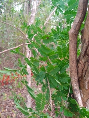 Senegalia polyphylla