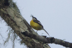 Apalis chariessa