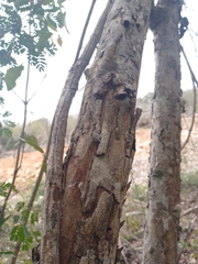 Senegalia polyphylla