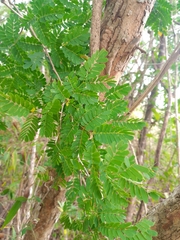 Senegalia polyphylla