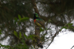 Cinnyris fuelleborni