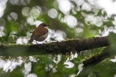 Chamaetylas choloensis