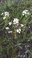 Dontostemon pinnatifidus