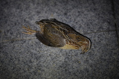 Coturnix japonica