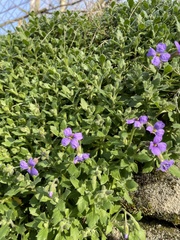 Aubrieta cultorum