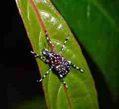 Physopterus pardalis
