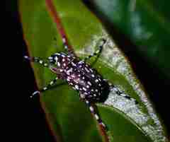 Physopterus pardalis