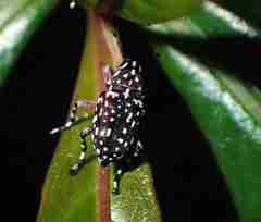 Physopterus pardalis
