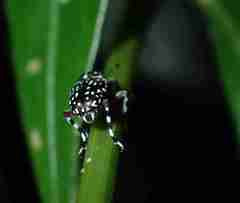 Physopterus pardalis