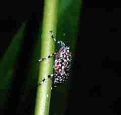 Physopterus pardalis