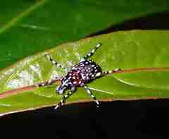 Physopterus pardalis