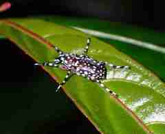 Physopterus pardalis