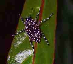 Physopterus pardalis