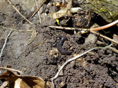 Microplana terrestris