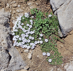 Phlox pulvinata