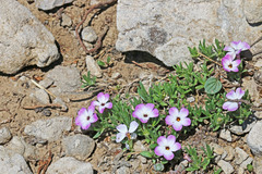 Phlox pulvinata