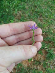 Triodanis biflora