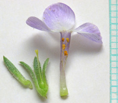 Phlox pulvinata
