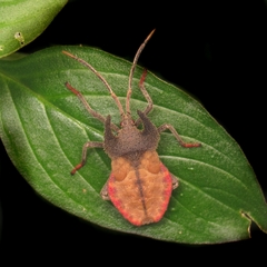 Menenotus lunatus