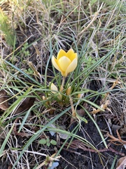 Crocus chrysanthus