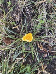 Crocus chrysanthus