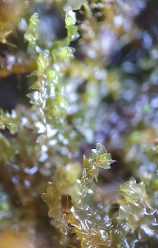 Image of Mesoptychia rutheana by no rights reserved