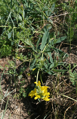 Thermopsis mongolica